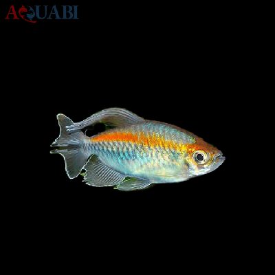 ماهی تترا کنگو (Congo tetra)