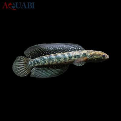 ماهی چانا سرماری