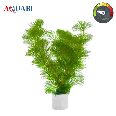 گیاه آکواریومی کابومبا گرین