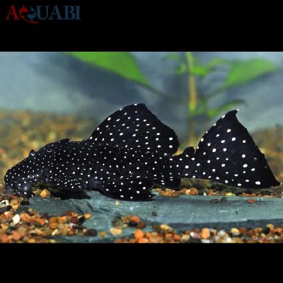ماهی کت فیش ال 59 ، 6 تا 7 سانتی