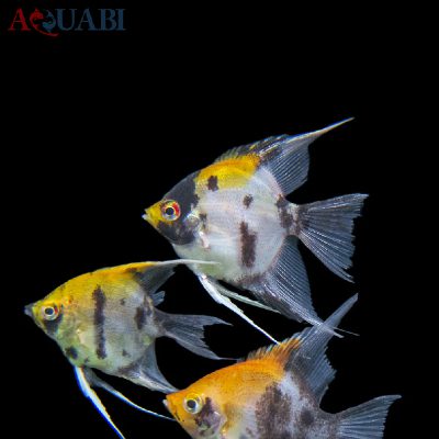 ماهی آنجل کوی ماربل 4 تا 5 سانتی