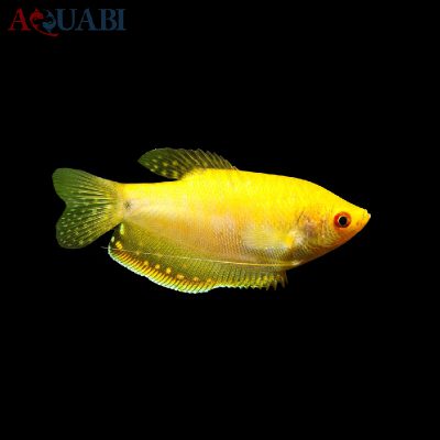 ماهی گورامی زرد 6 تا 7 سانتی
