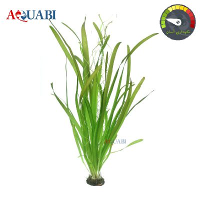 گیاه آبی گندمی