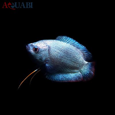ماهی گورامی آبی 6 تا 7 سانتی