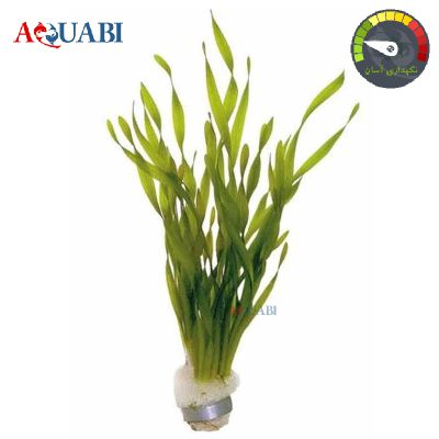 گیاه آبی گندمی پیچ