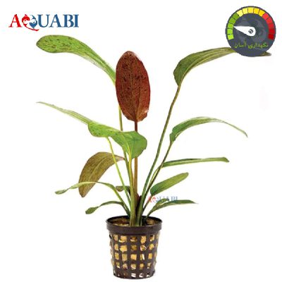 گیاه اچینودوروس اوزلوت رد