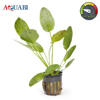 گیاه اچینودوروس اوزلوت گرین