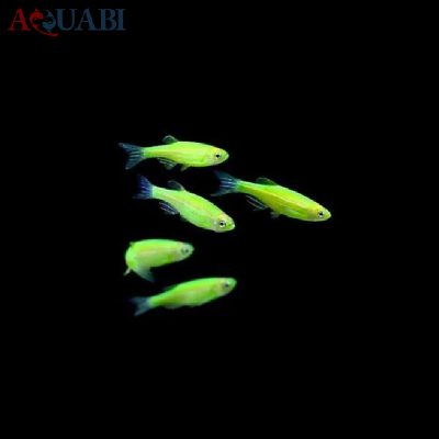 ماهی زبرا دانیو سبز 2 تا 3 سانتی