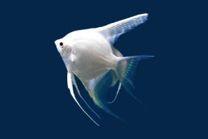 ماهی آنجل فیش