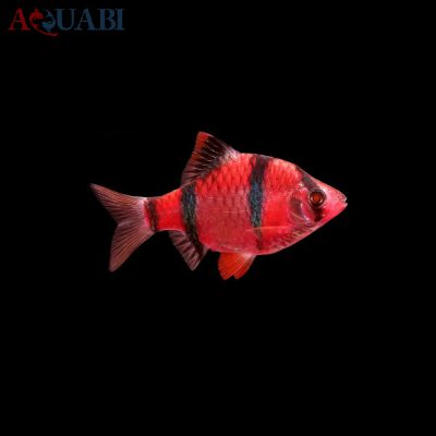 ماهی گلو بارب قرمز 3 تا 4 سانتی