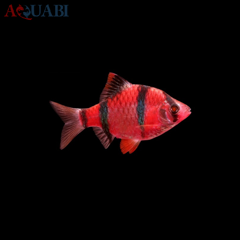 ماهی گلو بارب قرمز 3 تا 4 سانتی
