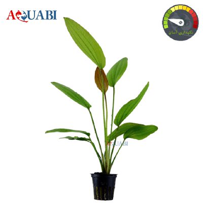 گیاه اچینودوروس رز