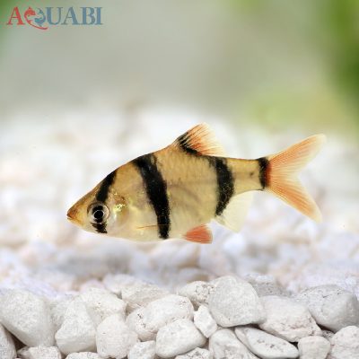 ماهی تایگر بارب اور سایز