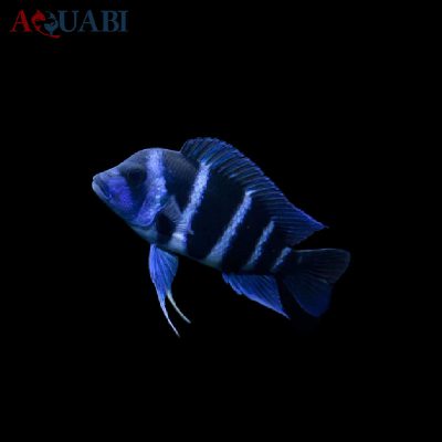 ماهی سیچلاید فرانتوزا