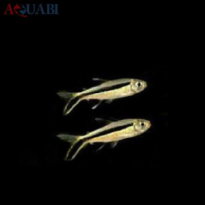 ماهی تترای پنگوئن 3 تا 4 سانتی (Penguin tetra)