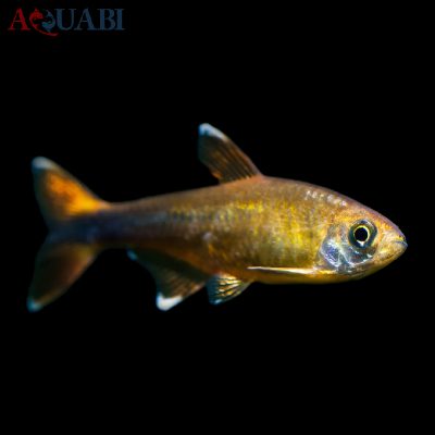 ماهی تترا سیلور مولد