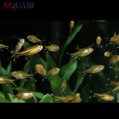 ماهی تترا سیلور مولد
