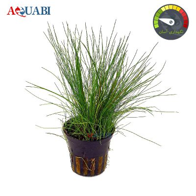 چمن الوکاریس