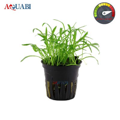 گیاه لیلا اپسیس