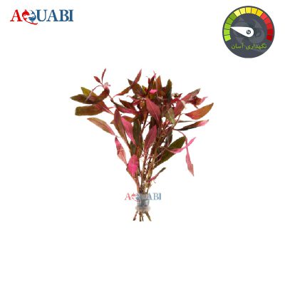 گیاه لودویجیا پرونسیس رد
