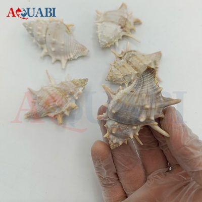 صدف دریایی خاردار کلکسیونی (پک 20 عددی)
