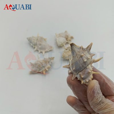 صدف دریایی خاردار کلکسیونی (پک 10 عددی)