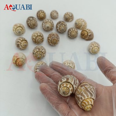 صدف دریایی پلنگی (پک 10 عددی)
