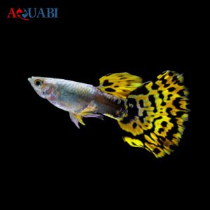 ماهی گوپی تایگر هالفمون