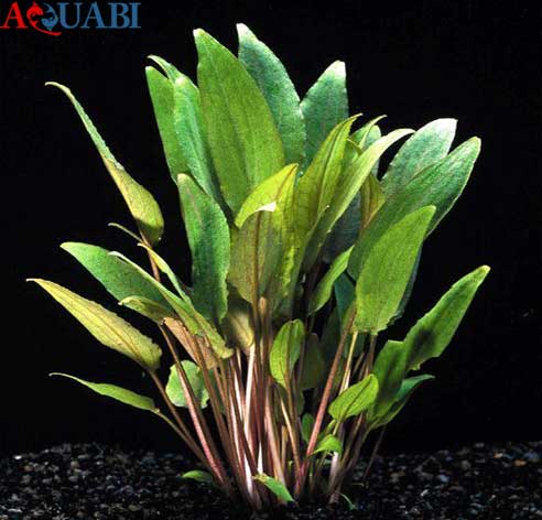 گیاهان مقاوم آکواریوم