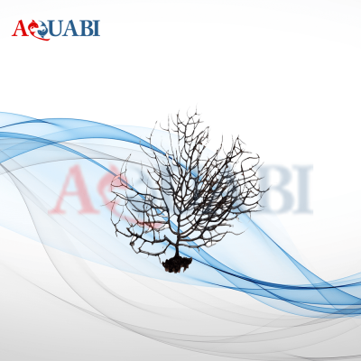 ریشه ویکتوریا (ریز)