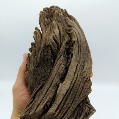 تنه چوب آبنوس آکواریوم AB-243