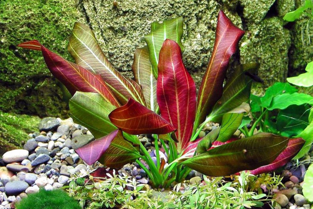 7 گیاه آکواریومی مقاوم که به CO2 نیاز ندارند