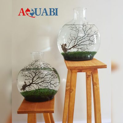 ریشه ویکتوریا