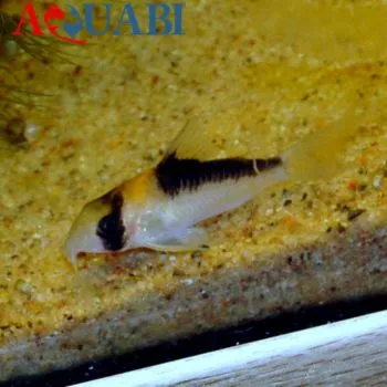 کوریدوراس آدولفو