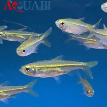 تترا ریبون مسی