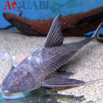 Antenna Plec
