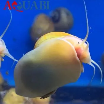 ماهیان گیاهخوار