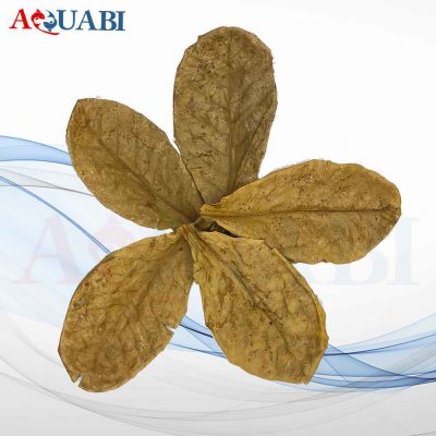 برگ کاتاپا دلتا