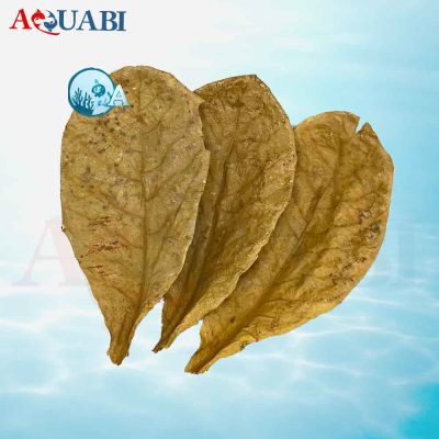 برگ کاتاپا دلتا