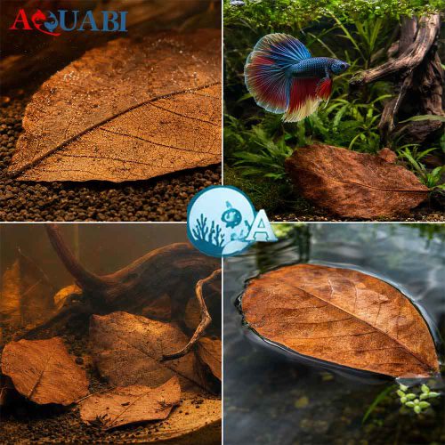 برگ کاتاپا دلتا (بسته 3 عددی)