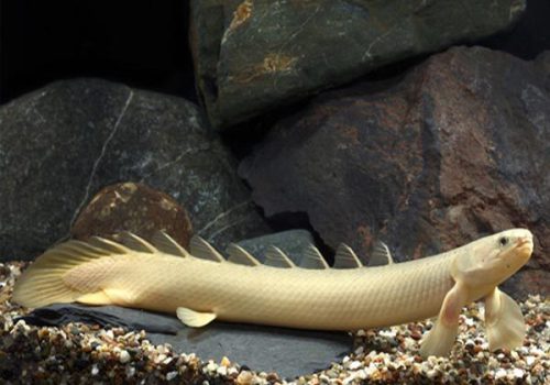 1634375386PR_Fidara_Fish_Polypterus-600x450