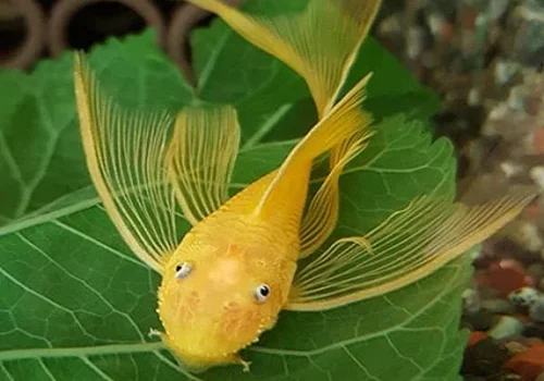 کت پوزه بوته ای باله بلند آلبینو