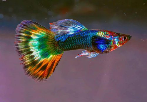 Fancy-Tail-Guppy-2048x1367