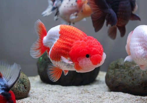 Oranda-Goldfish-1024x688-1