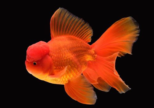 Oranda-Goldfish_Nantawat-Chotsuwan_shutterstock