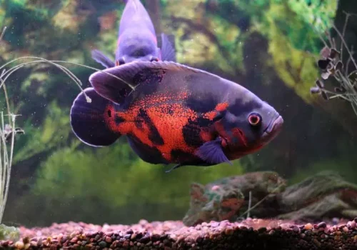 Oscar-fish-6