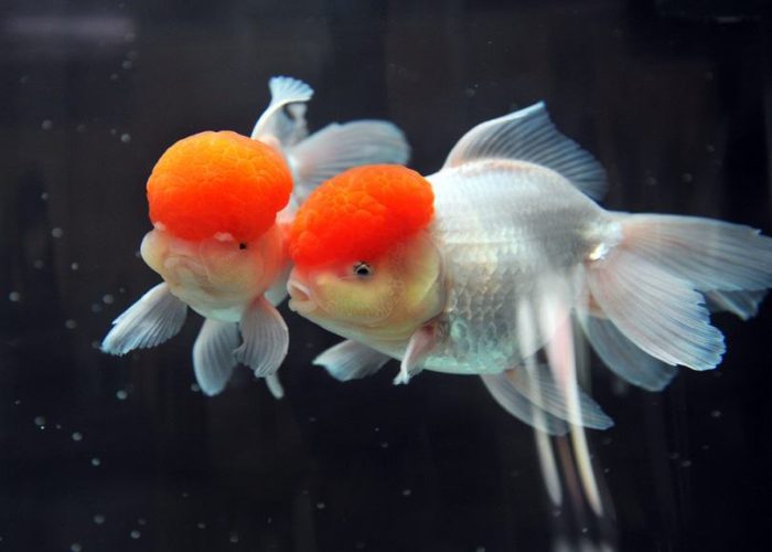 Red-cap-oranda-goldfish