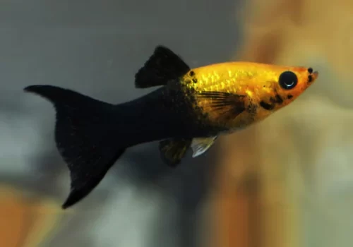aquarium-gold-doubloon-molly-fish-10