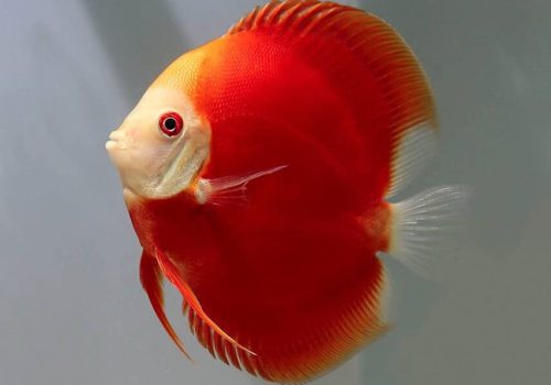 discus-fiamma-rossa-