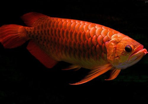 red_arowana